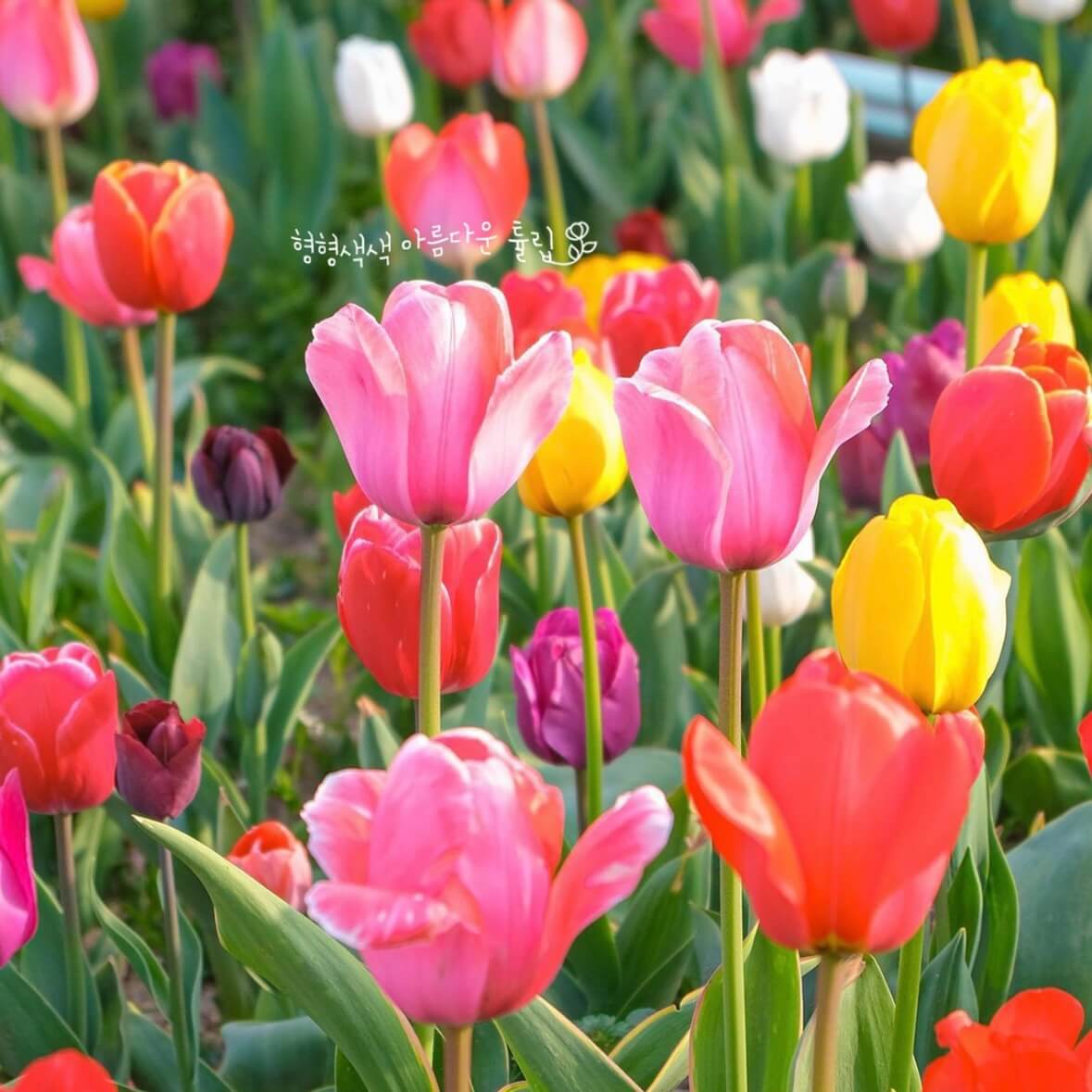 임자도 튤립축제기간