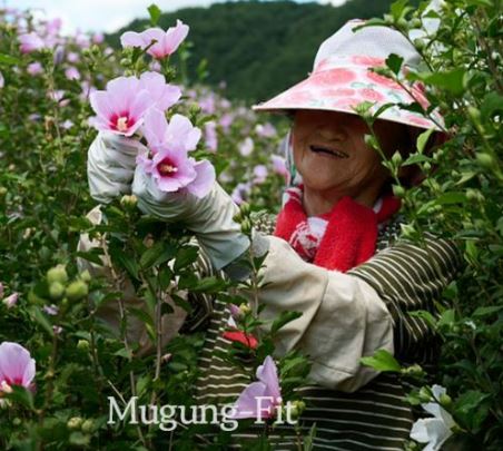 무궁핏-무궁화-다이어트