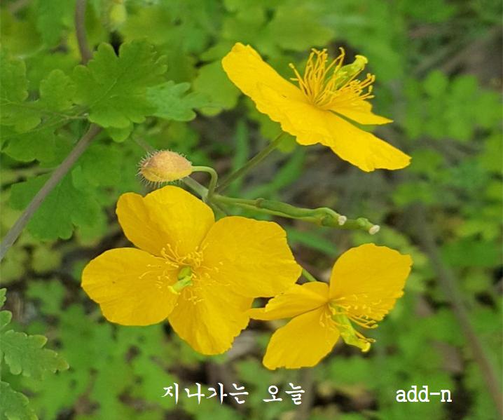 애기똥풀 활짝핀 모습