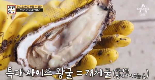 서민갑부 통영 굴 생굴 평화수산