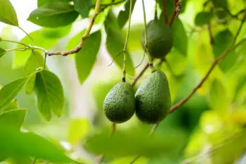 아보카도 효능 및 영양소, 먹는 방법