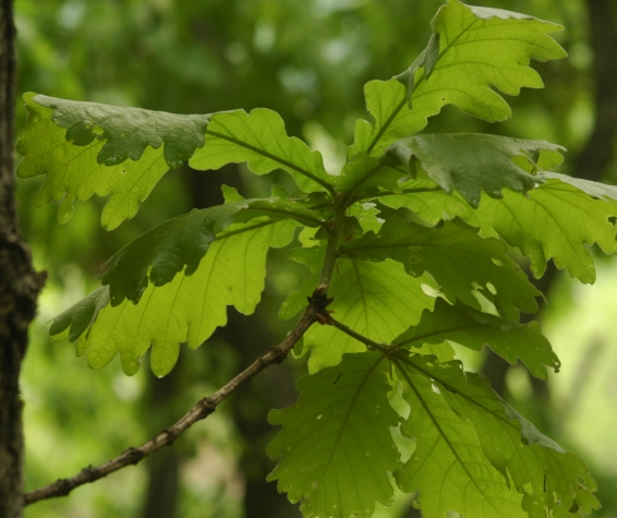 한국의 떡 종류 꼬장떡-떡갈나무 잎
