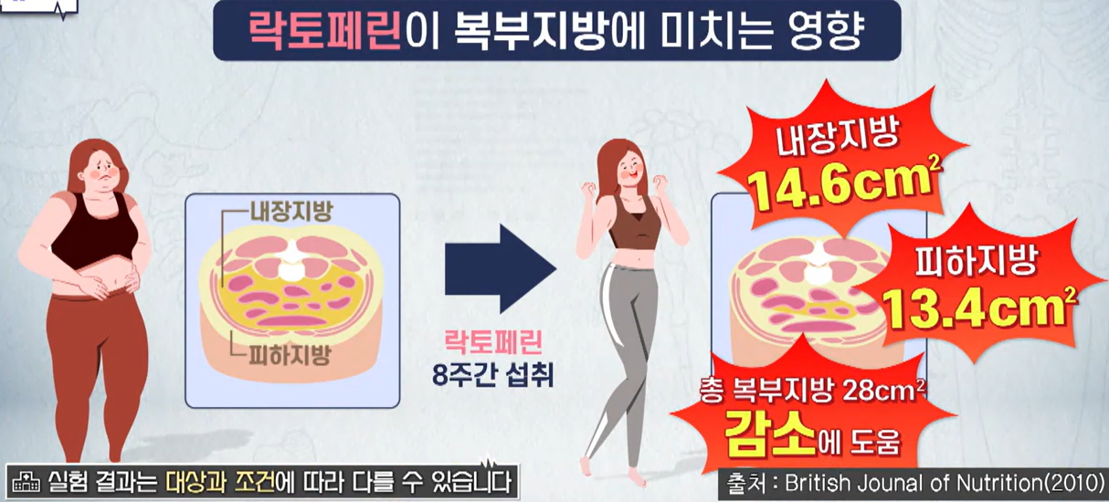 락토페린 효능