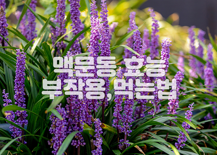 맥문동 꽃 이미지