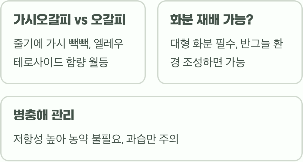 가시오갈피 나무 키우기&amp;#44; 씨앗 발아부터 수확까지 완벽 가이드