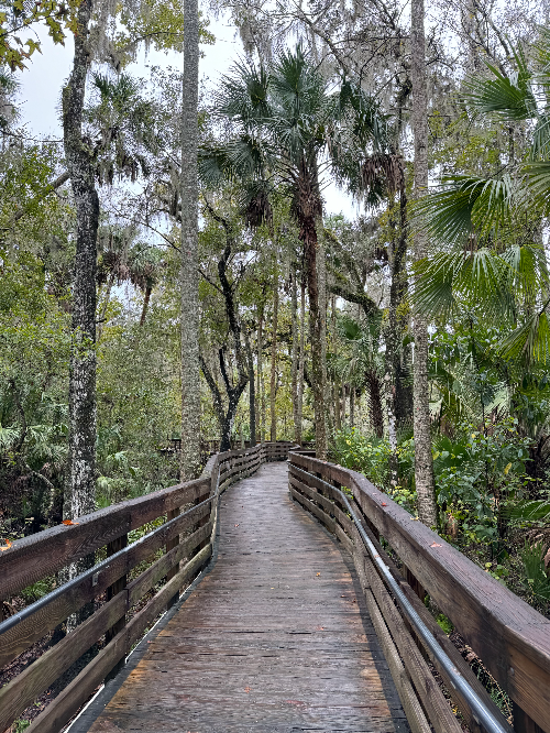 View of boardwalk surrounded by trees