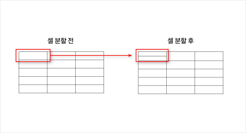 셀-분할-전-후