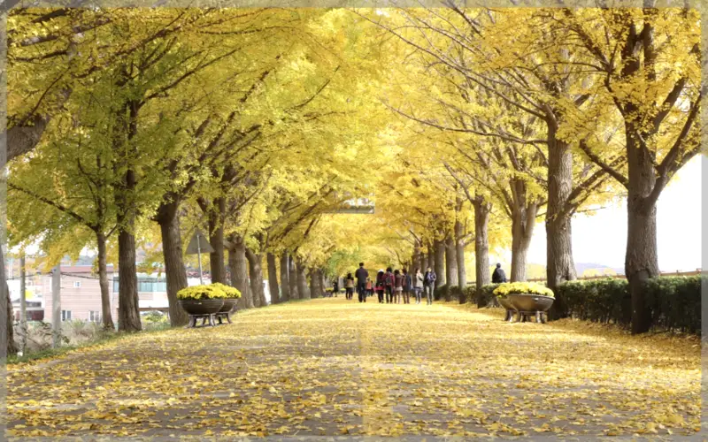 아산 은행나무길_8