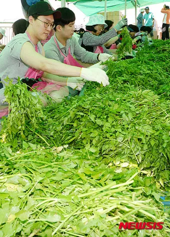 미나리 재배 수로 정비 그늘 재배 여름 관리_32