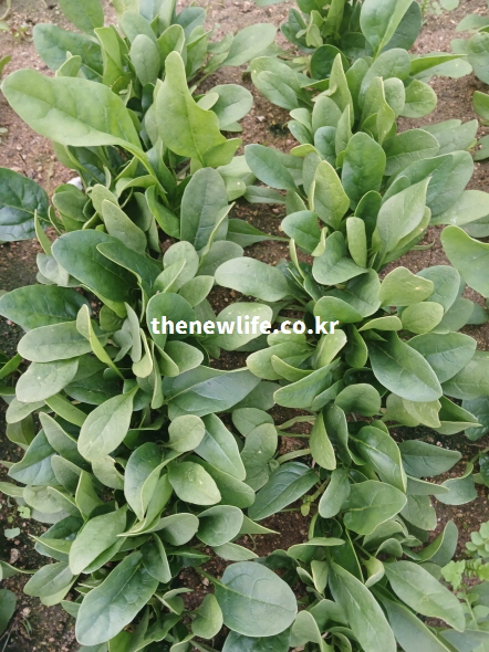 국내 밭에서 재배되는 시금치 군락과 눈 건강 보호에 도움 되는 시금치 효능의 원천