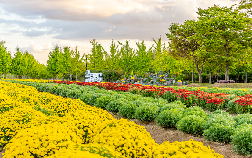 드림파크 국화축제