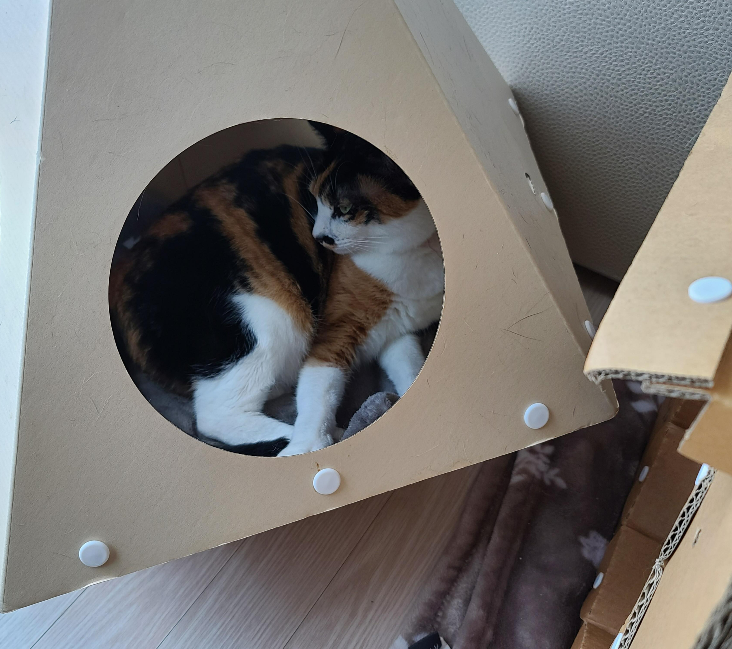 평온한 오후..아홉냥이네 고양이들의 낮잠시간~