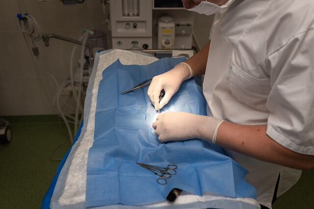 대전시 반려동물 진료비 지원사업 5월 선착순