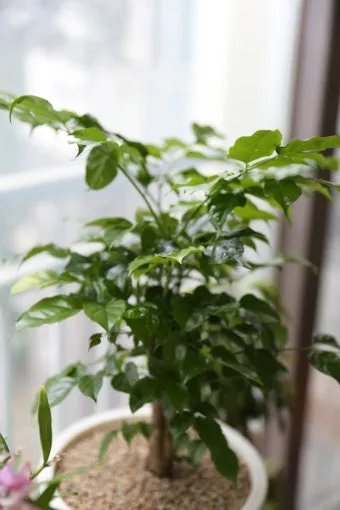 녹보수 물주기 광량관리 환기요령 비료주기 침실 거실 추천_14