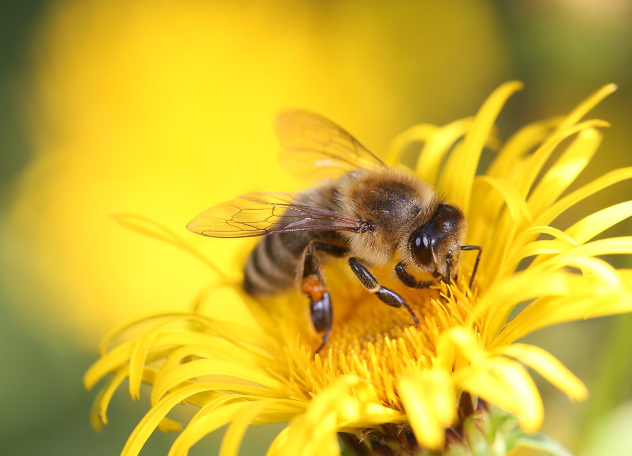 🐝 벌은 왜 중요한 곤충일까? 꿀벌의 세계를 알아보자!