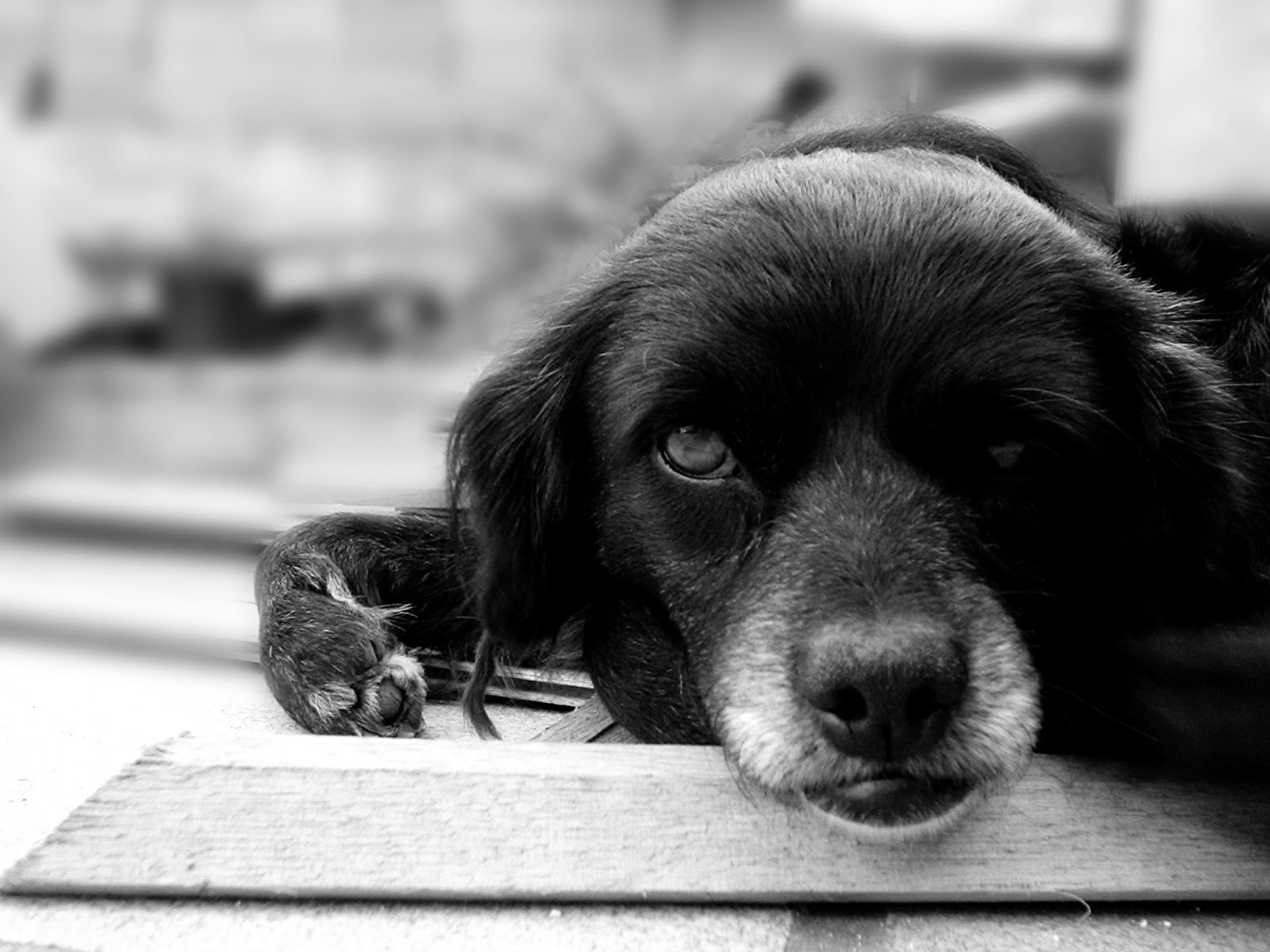 검정색 강아지 사진