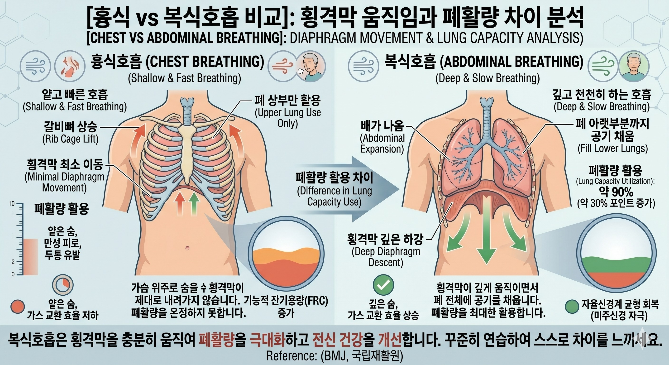 흉식호흡과 복식호흡 시 횡격막의 위치 변화와 폐활량 활용 범위(30% 차이)를 보여주는 도식