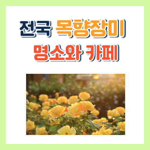 목향장미 명소 소개 사진