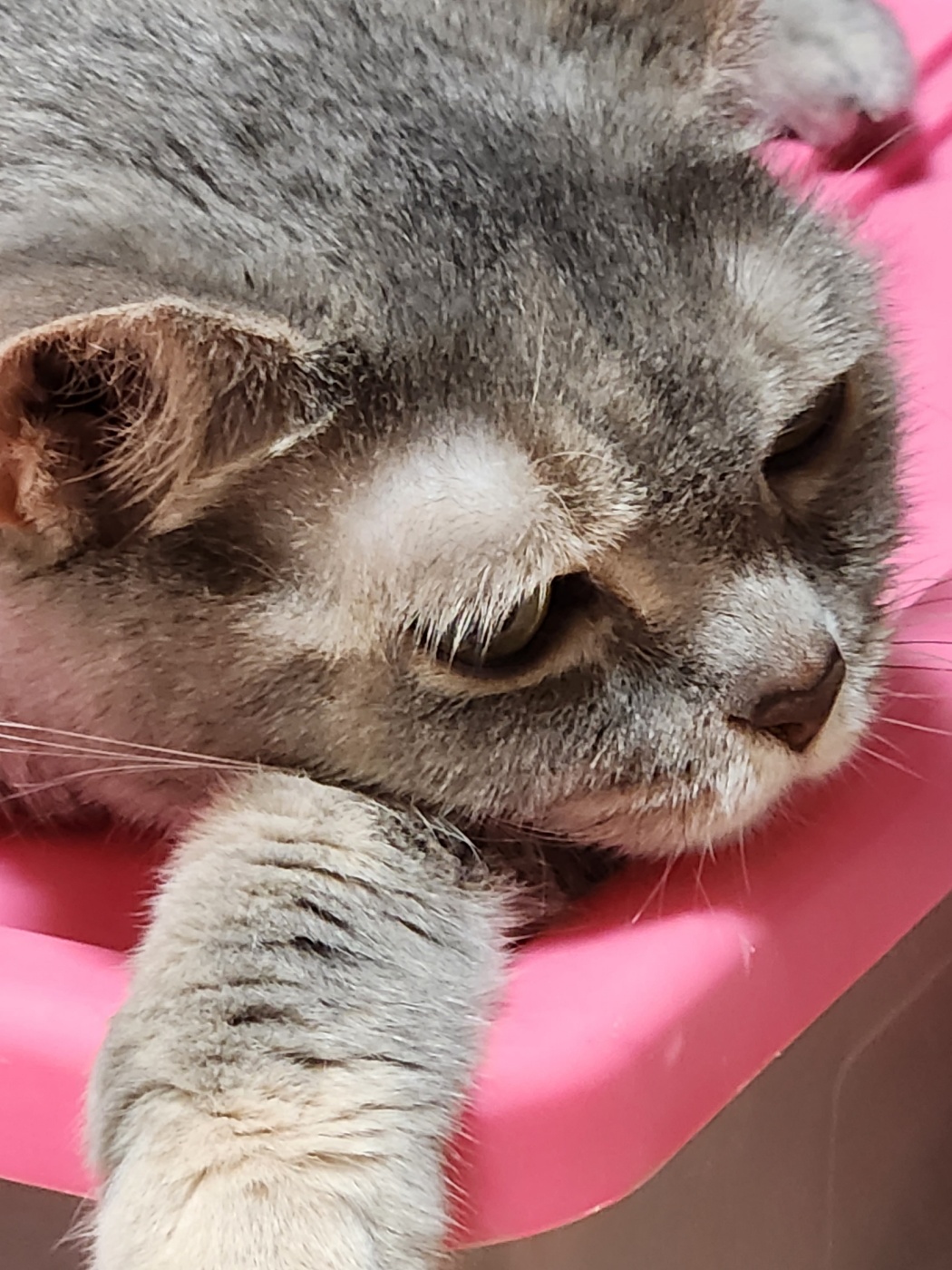 이야기의-주인공인-고양이-사랑이가-새침한-얼굴로-있는-모습