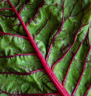 근대 효능과 부작용 나물 먹는법 고르는법 칼로리