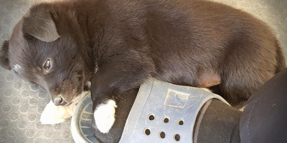 발가락 물어뜯는 강아지