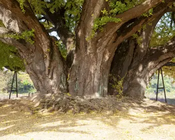 반계리 은행나무_29