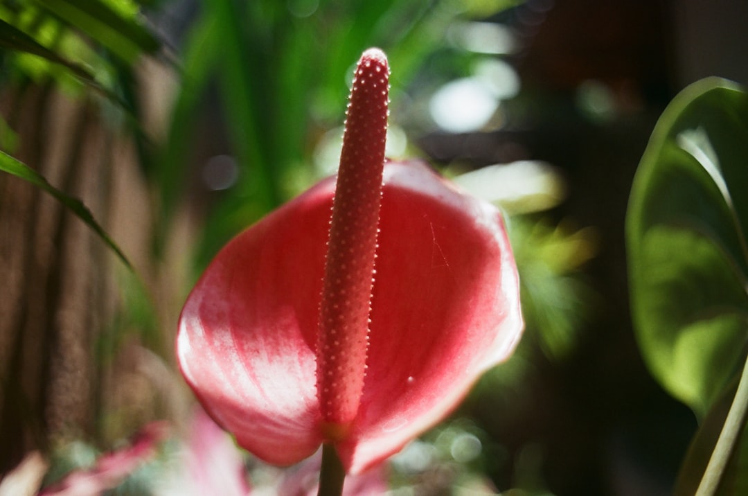 Cornus (the scientific name for the 산수유 flower)