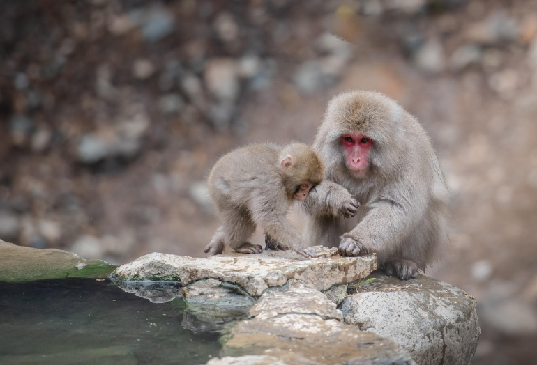 일본 여행 관련 이미지