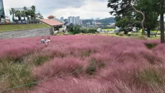 평택 바람새마을 핑크뮬리 가을 여행 인생샷 명소 추천으로 안내_16