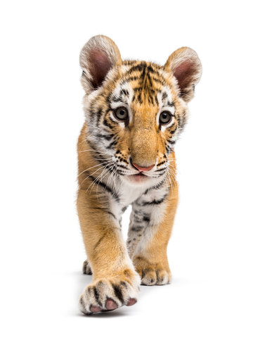 호랑이 꿈, 사자 꿈 해몽 : 호랑이 만나는 꿈, 호랑이 잡는 꿈, 사자와 싸우는 꿈 등