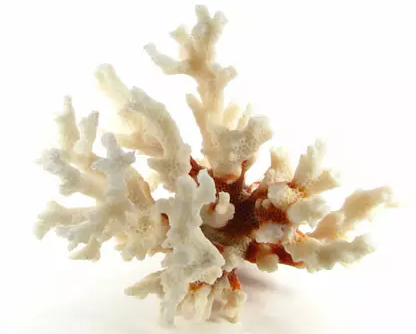 백산호(화이트코랄)