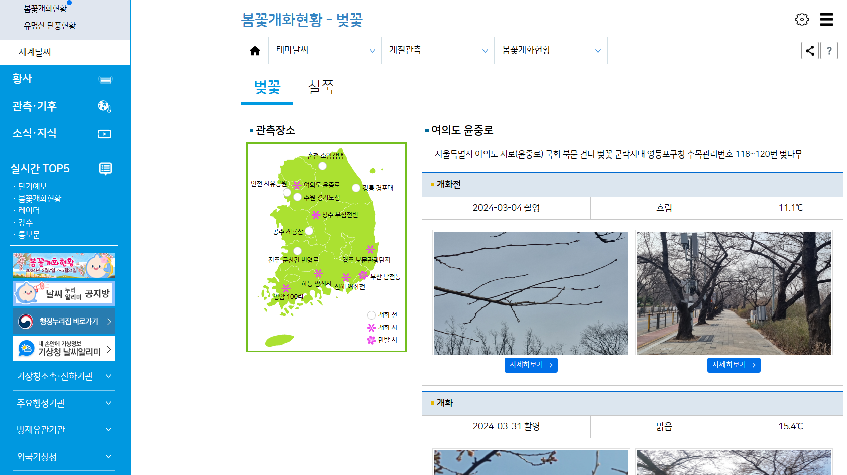 벚꽃 봄꽃 개화 상황 실시간 확인 방법