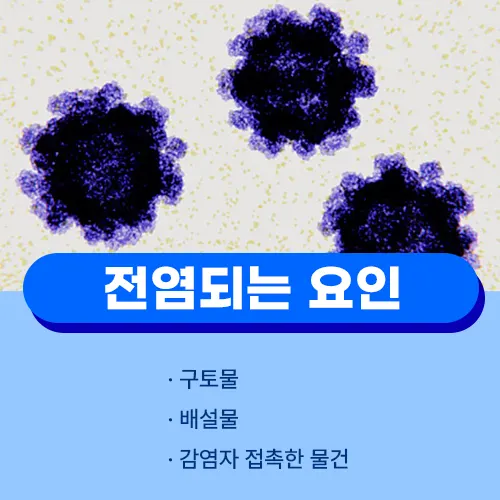 노로바이러스 전염