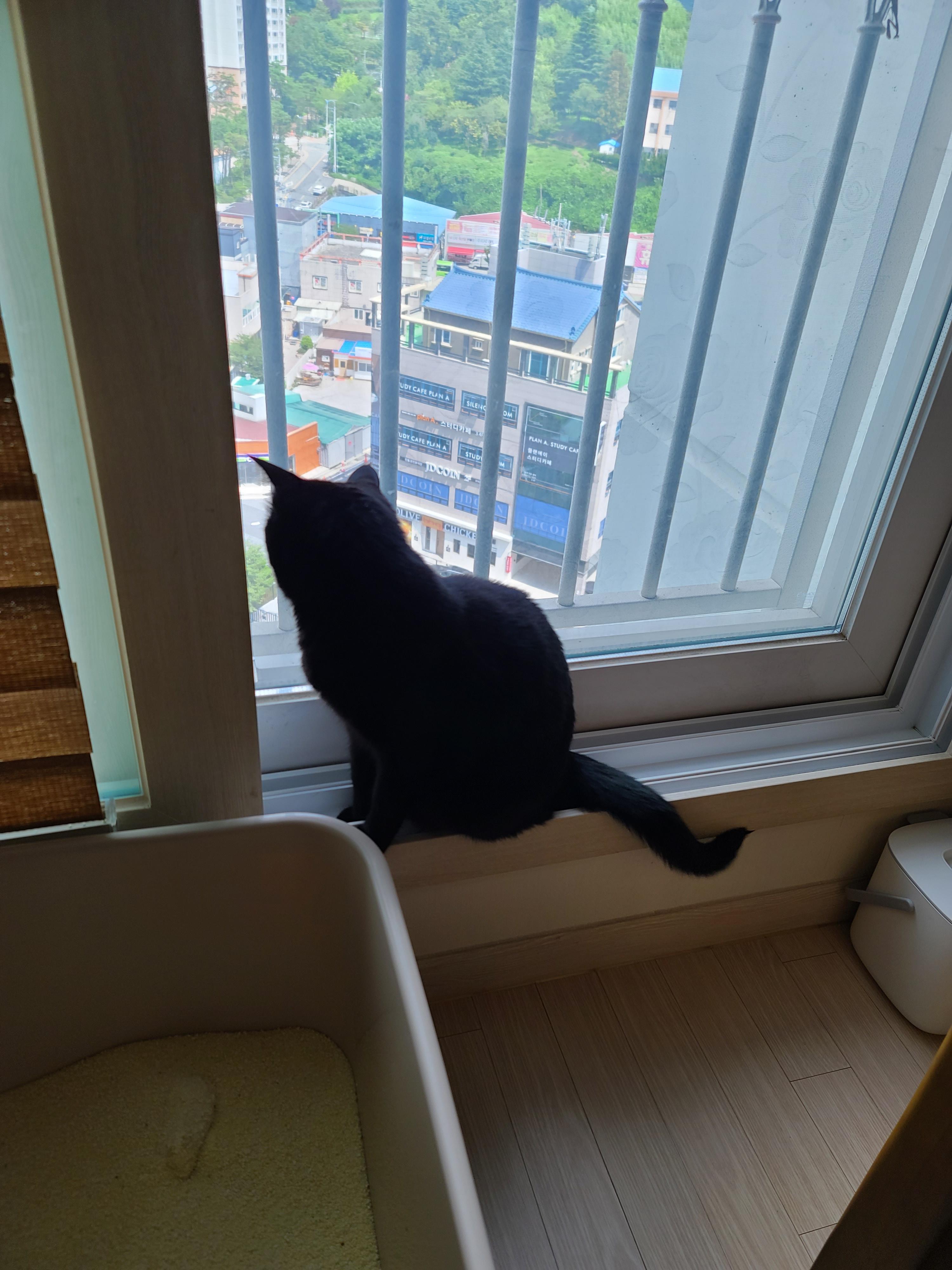 때가 되었다! 아이들 화장실 모래 전체갈이 한날.