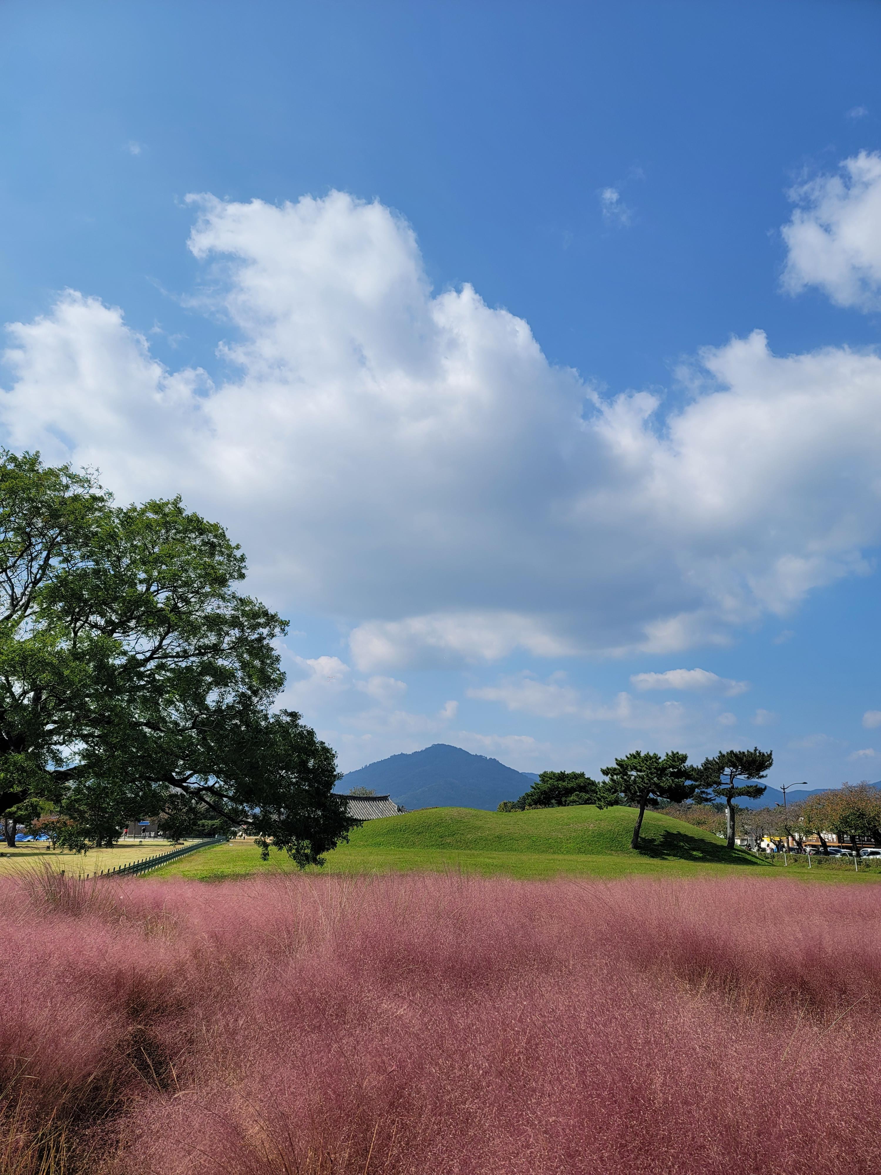 경주 첨성대 핑크뮬리 사진