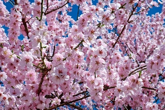 벚꽃 개화 시기 2025-2