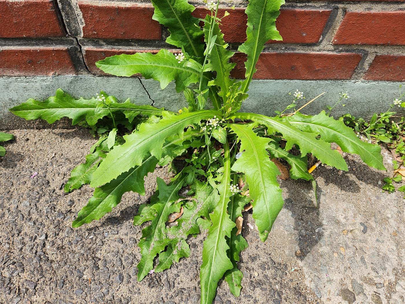 가시상추(가시상치)