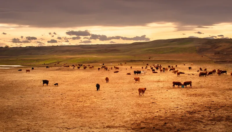 우황청심환 효능