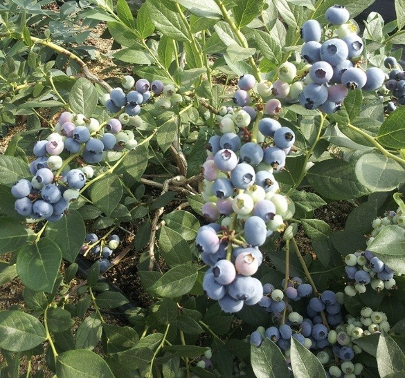 블루베리-나무-열매