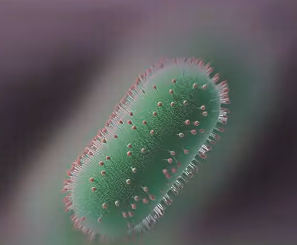 배꼽주위 통증