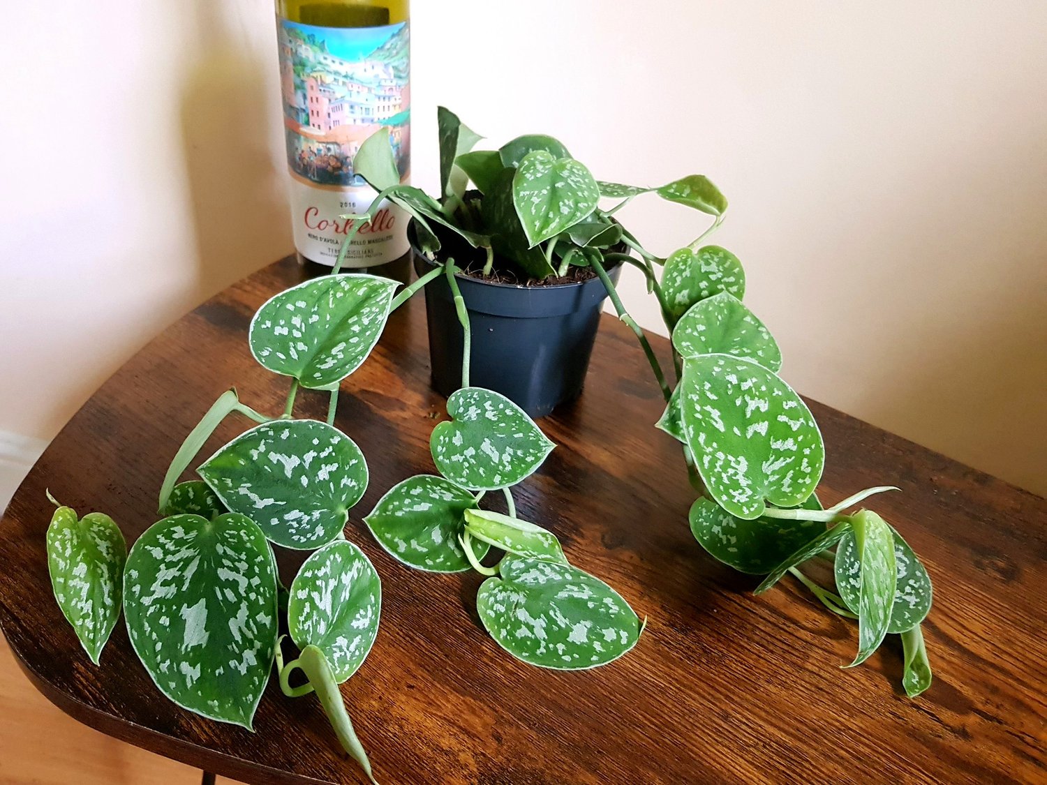 Scindapsus