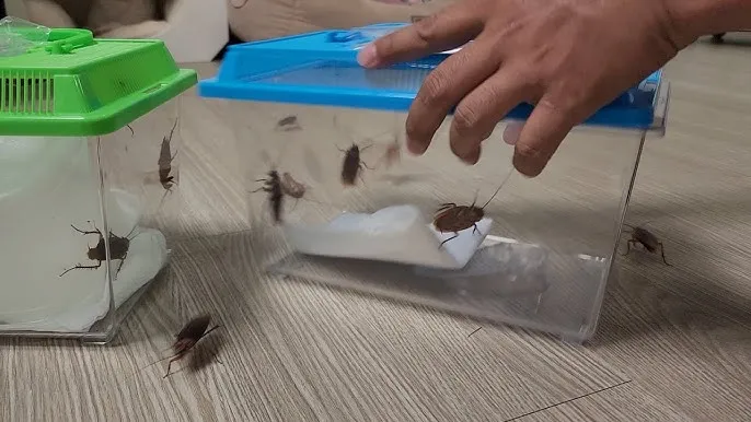 우리나라에 서식하는 바퀴벌레 종류별 특징과 서식 환경_4