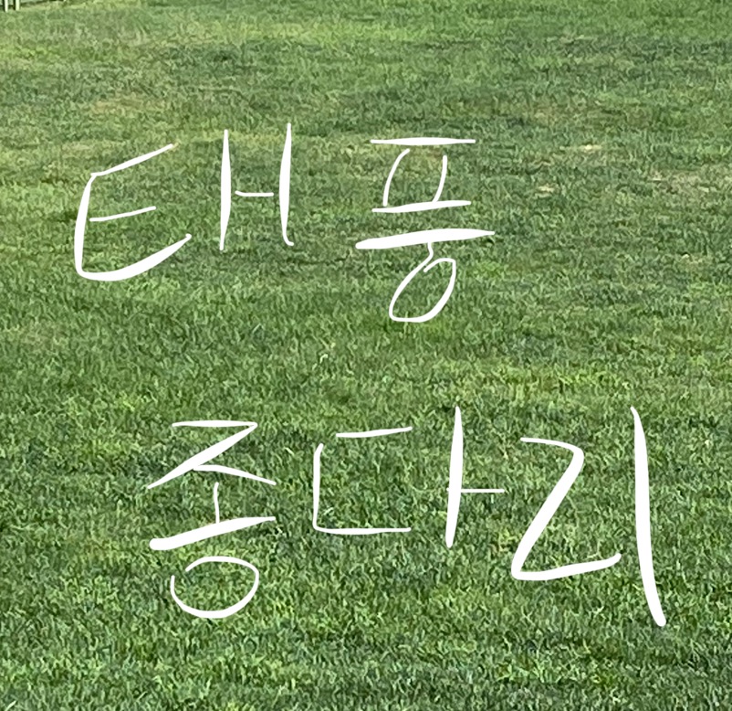 태풍 종다리
