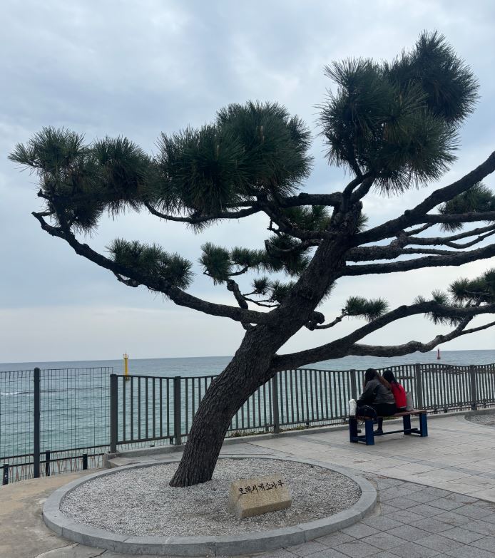 정동진 레일바이크 예약 시간 방법 요금 주차 후기 강릉여행