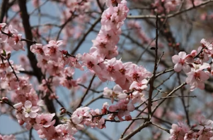 2026 벚꽃 봄 여행 지역별 완벽 코스