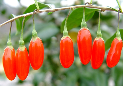 빨갛게 잘 익은 구기자 사진