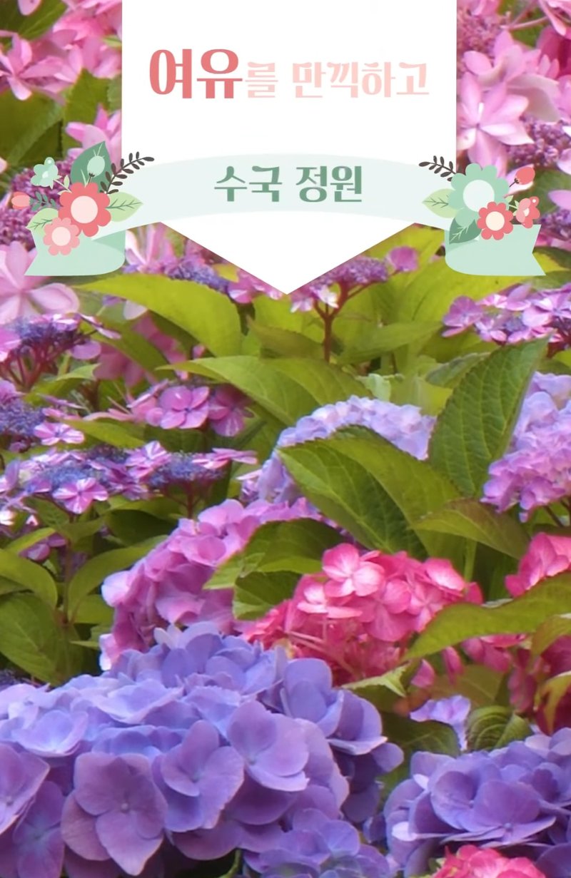 수국 정원의 수국 이미지