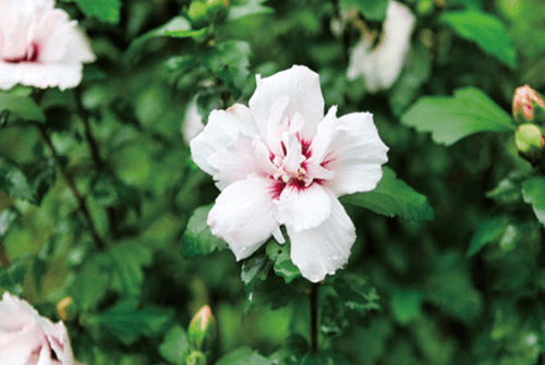 아침고요수목원