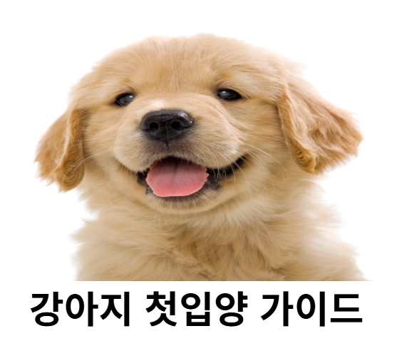 강아지첫입양가이드