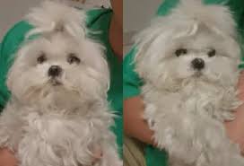 나혼자산다 구성환 강아지 꽃분이 드라이 추천템